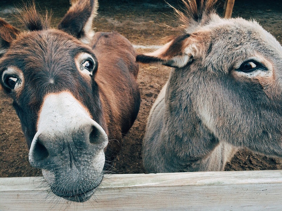 donkey-sidmouth
